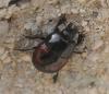 Hister quadrimaculatus